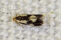 Stigmella trimaculella