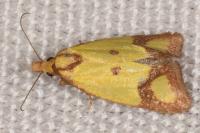 Agapeta zoegana