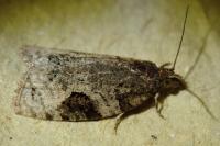 Apotomis