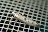 Yponomeuta plumbella