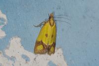 Agapeta zoegana