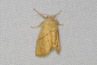 Apoda limacodes