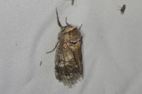 Cossus cossus