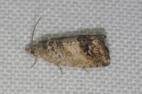 Cydia splendana