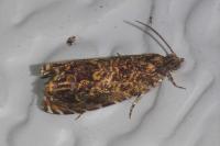 Enarmonia formosana