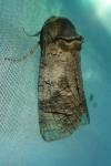 Cossus cossus