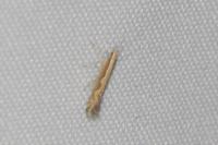 Plutella xylostella