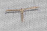 Emmelina monodactyla
