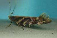 Aristotelia ericinella