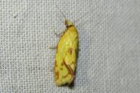 Agapeta hamana