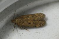 Bryotropha terrella