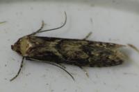 Blastobasis adustella