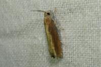 Eucosma obumbratana