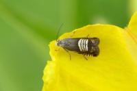 Grapholita compositella