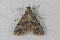 Alucita hexadactyla