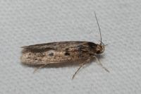 Hofmannophila pseudospretella