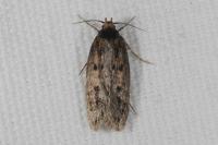 Hofmannophila pseudospretella