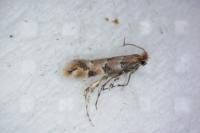 Phyllonorycter trifasciella
