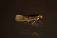 Tinea