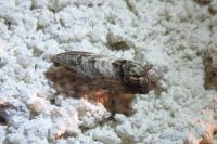 Cydia splendana