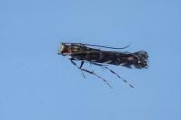Parectopa ononidis