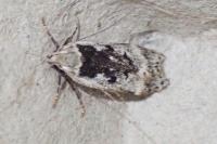 Anacampsis blattariella/populella