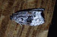 Apotomis turbidana