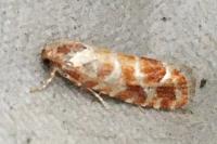 Rhyacionia pinicolana
