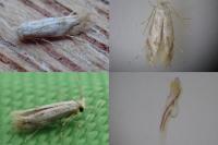 Bucculatrix bechsteinella