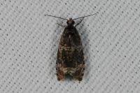 Celypha