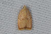 Acleris forsskaleana