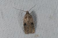 Agonopterix propinquella