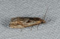 Eucosma gr. cana