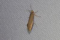 Crassa unitella