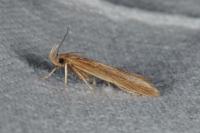 Helcystogramma rufescens