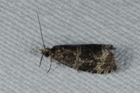Celypha