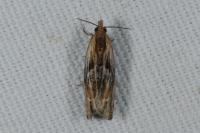 Eucosma gr. cana