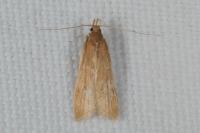 Helcystogramma rufescens