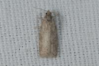 Cnephasia