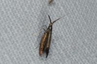 Coleophora