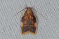 Carcina quercana