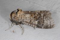 Cossus cossus