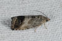 Cydia splendana