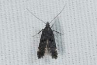 Dichomeris alacella