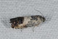 Pammene fasciana