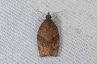 Pandemis heparana