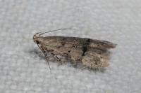 Teleiodes vulgella