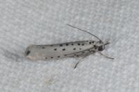 Yponomeuta sedella