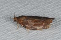 Archips