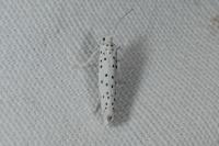 Yponomeuta